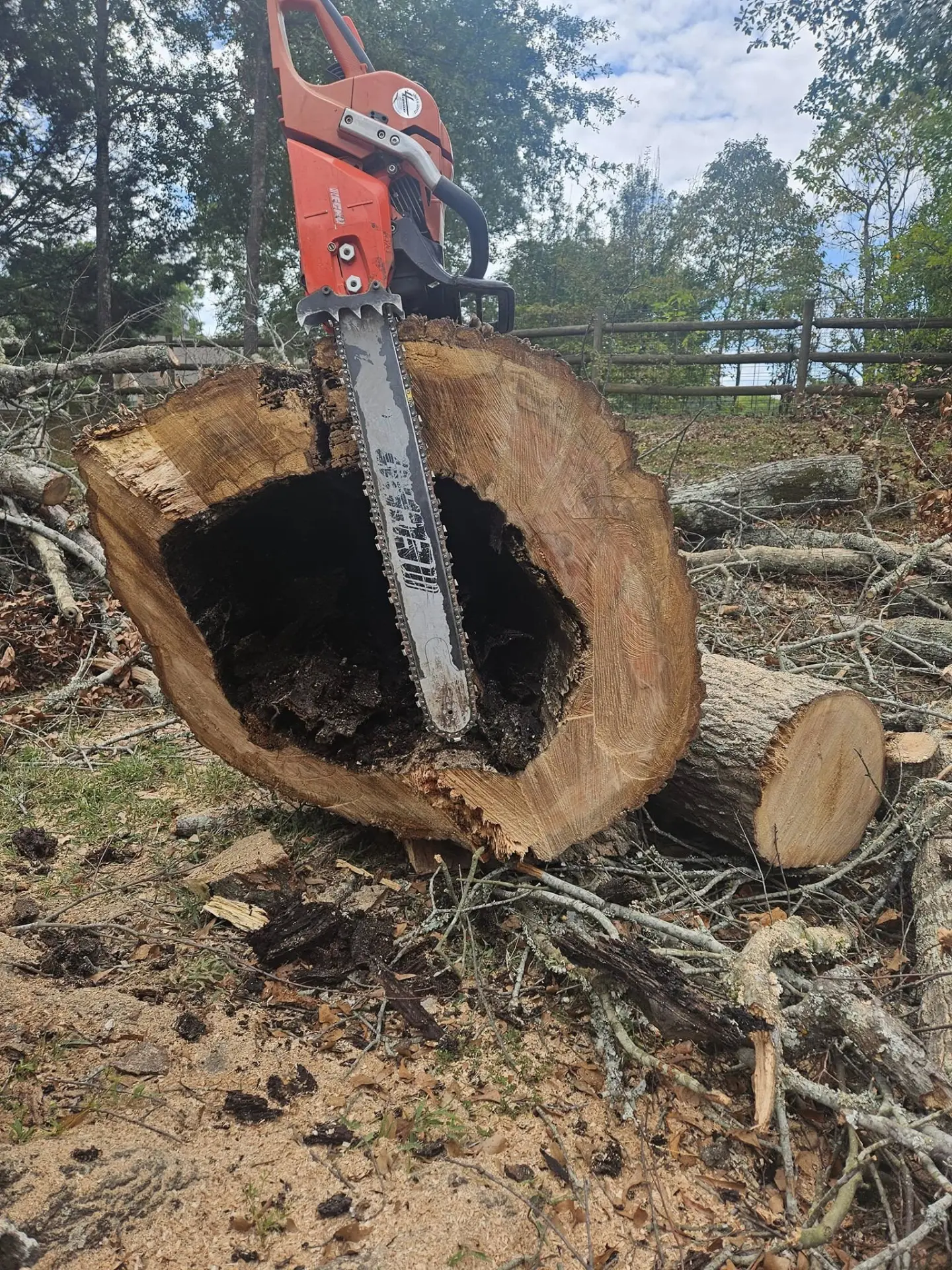 Chainsaw cutting through the trunk of a large hollow tree removed in East Texas